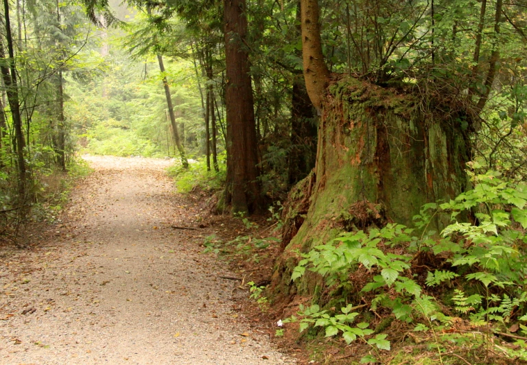 a narrow dirt road surrounded by evergreens and other tall trees