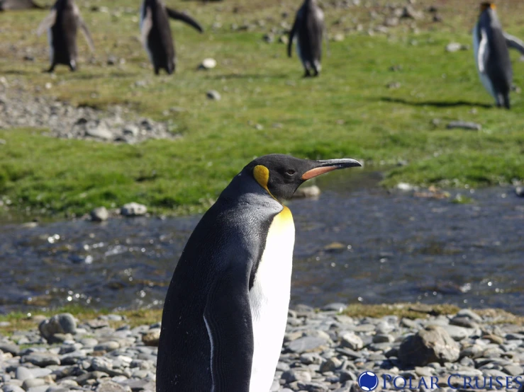 there is a penguin standing by the river and it has yellow, white and black around his head