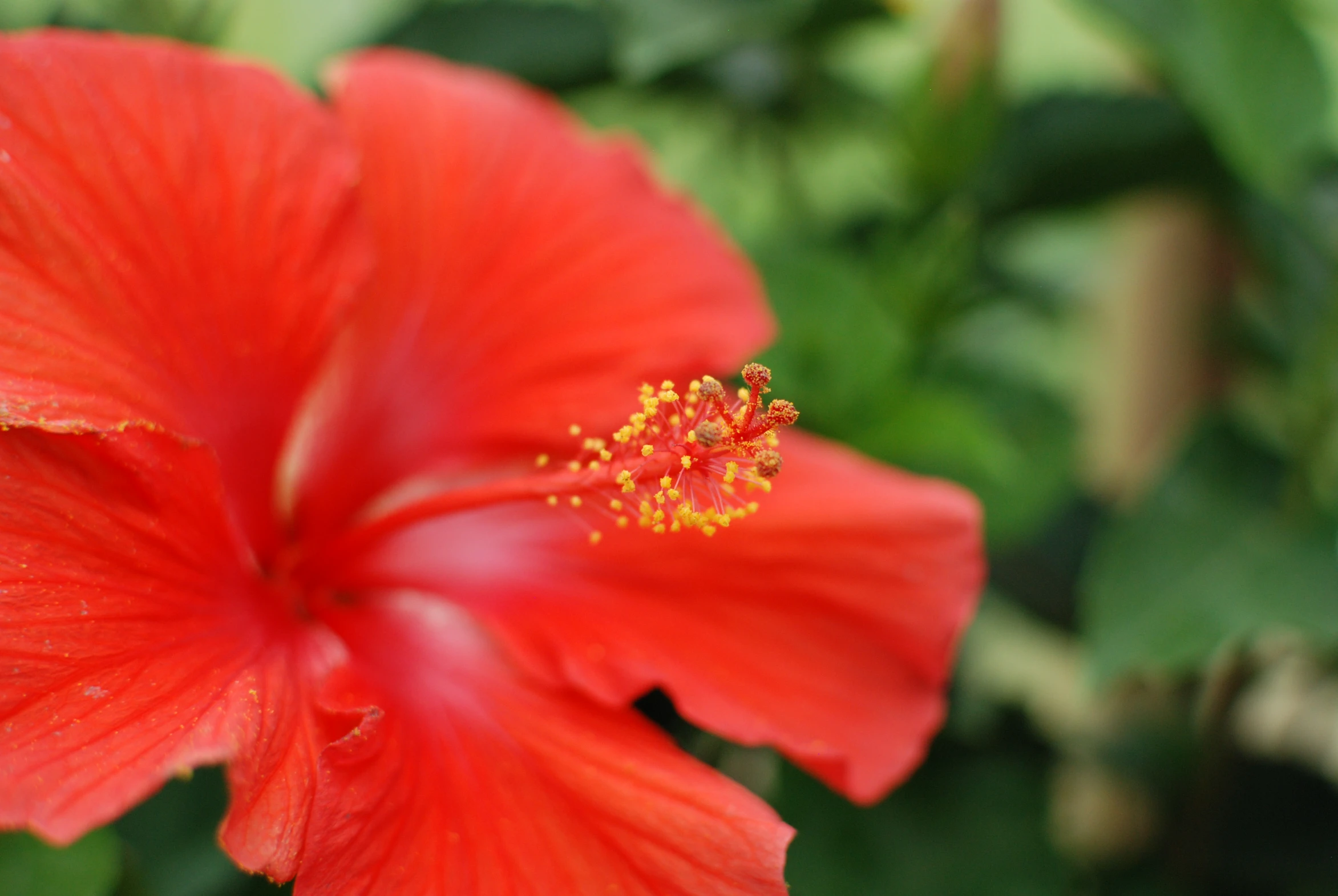 a red flower that has yellow tips