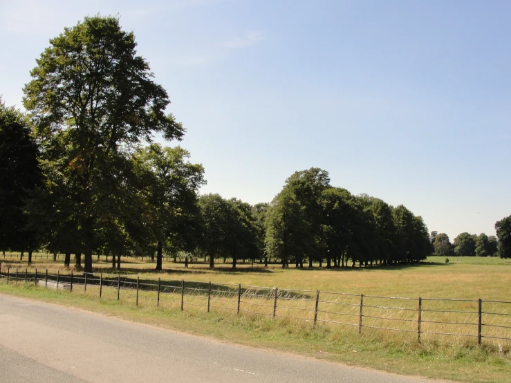 a wide open field and fence lines with trees