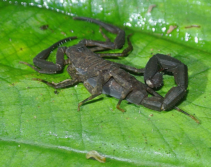 a black insect sits on top of a green leaf