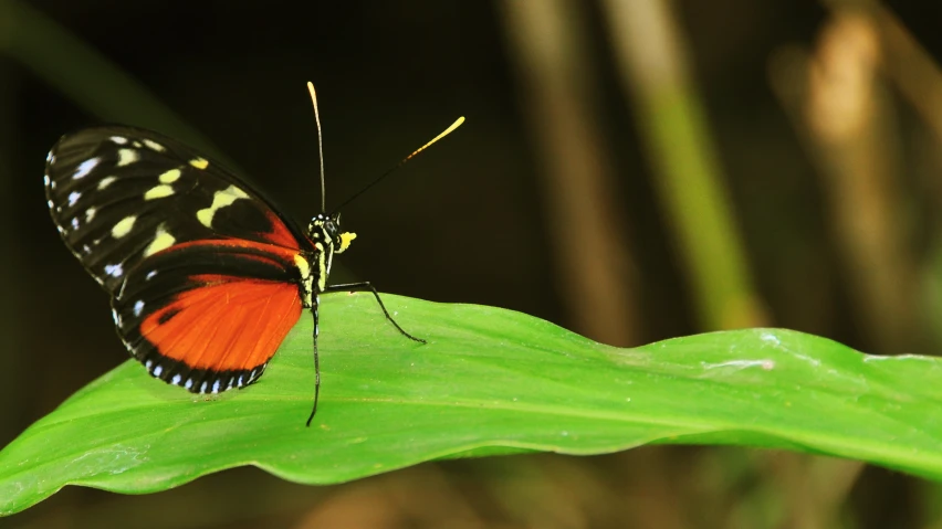 a close up view of a multi - colored erfly resting on a green leaf