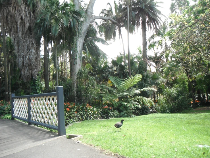 a bird walking in a green park area