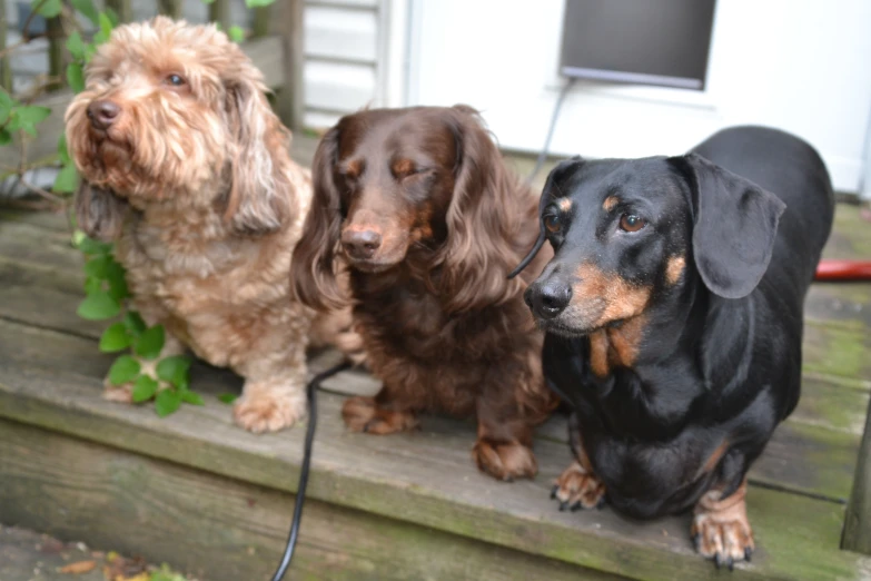 three dogs that are sitting on the steps