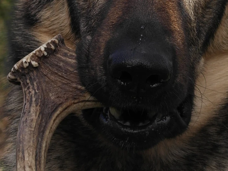 a german shepard dog biting at a twig