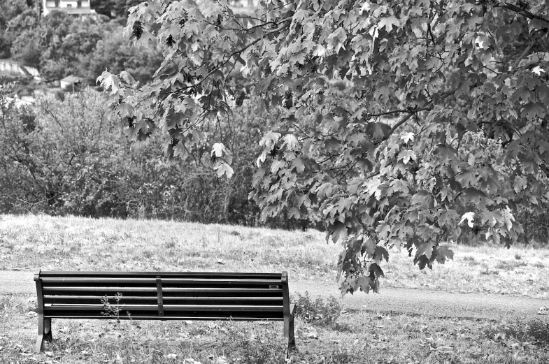 a black and white pograph of a bench with trees in the background