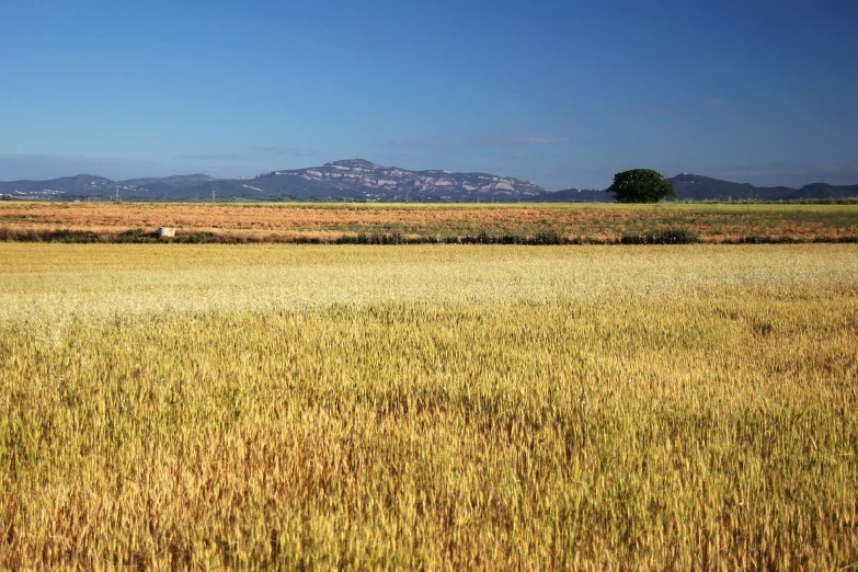 field of wheat in the foreground with mountains in background