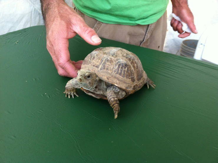 a large tortoise sitting on a table with a persons hand