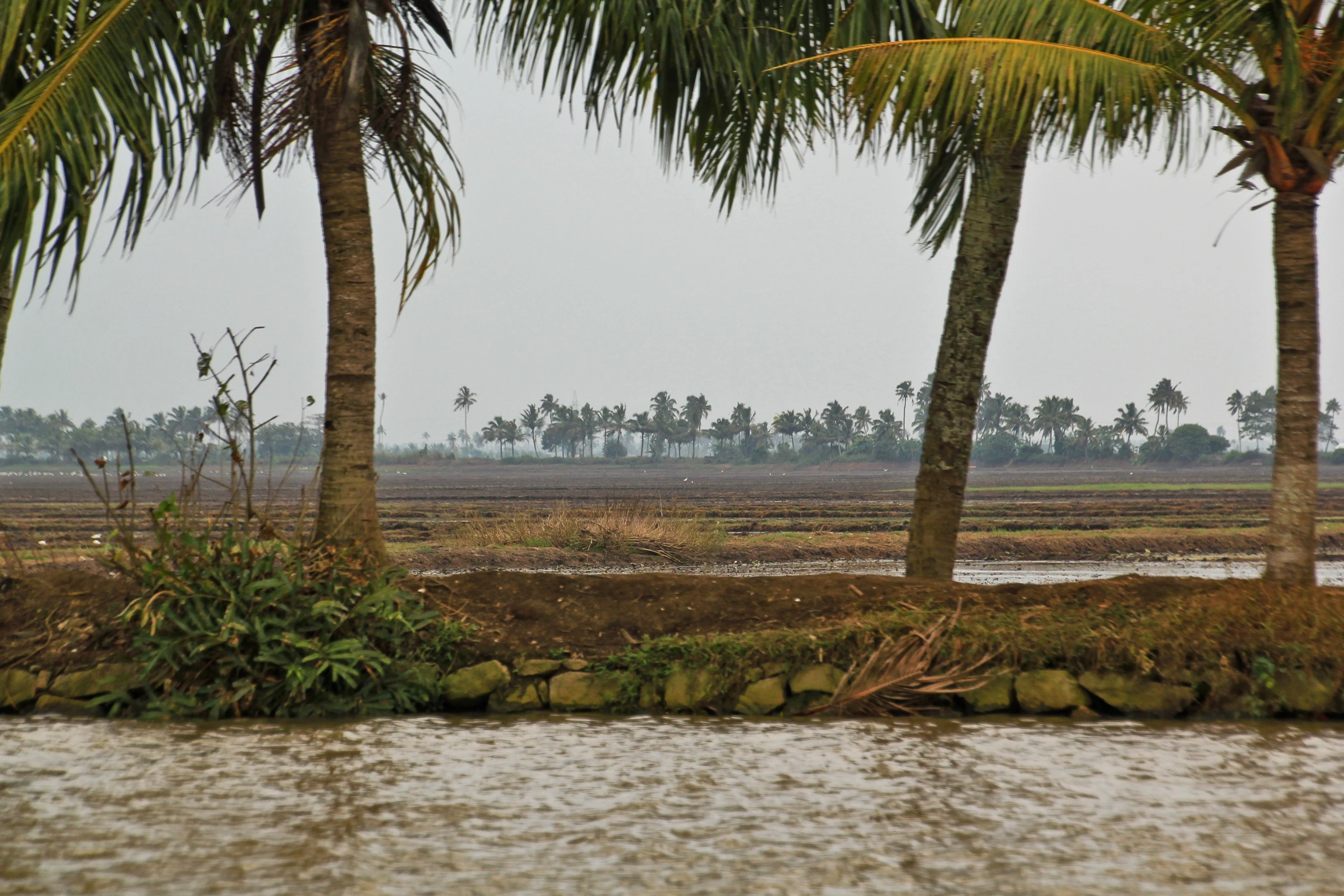 palm trees and grasses on the land are reflected in the water