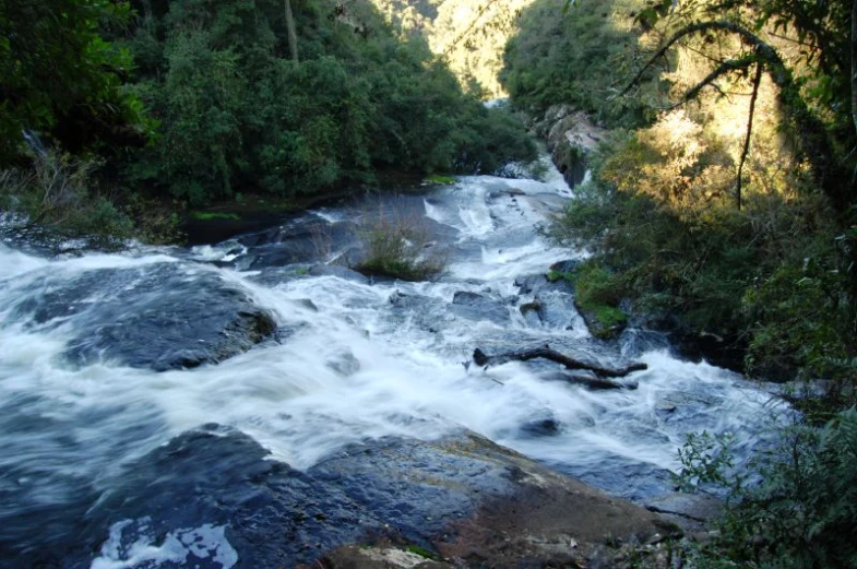 the creek in the forest is flowing into the water