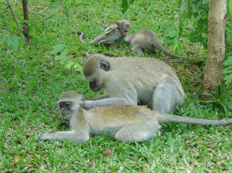 two monkey family laying in the grass near some trees