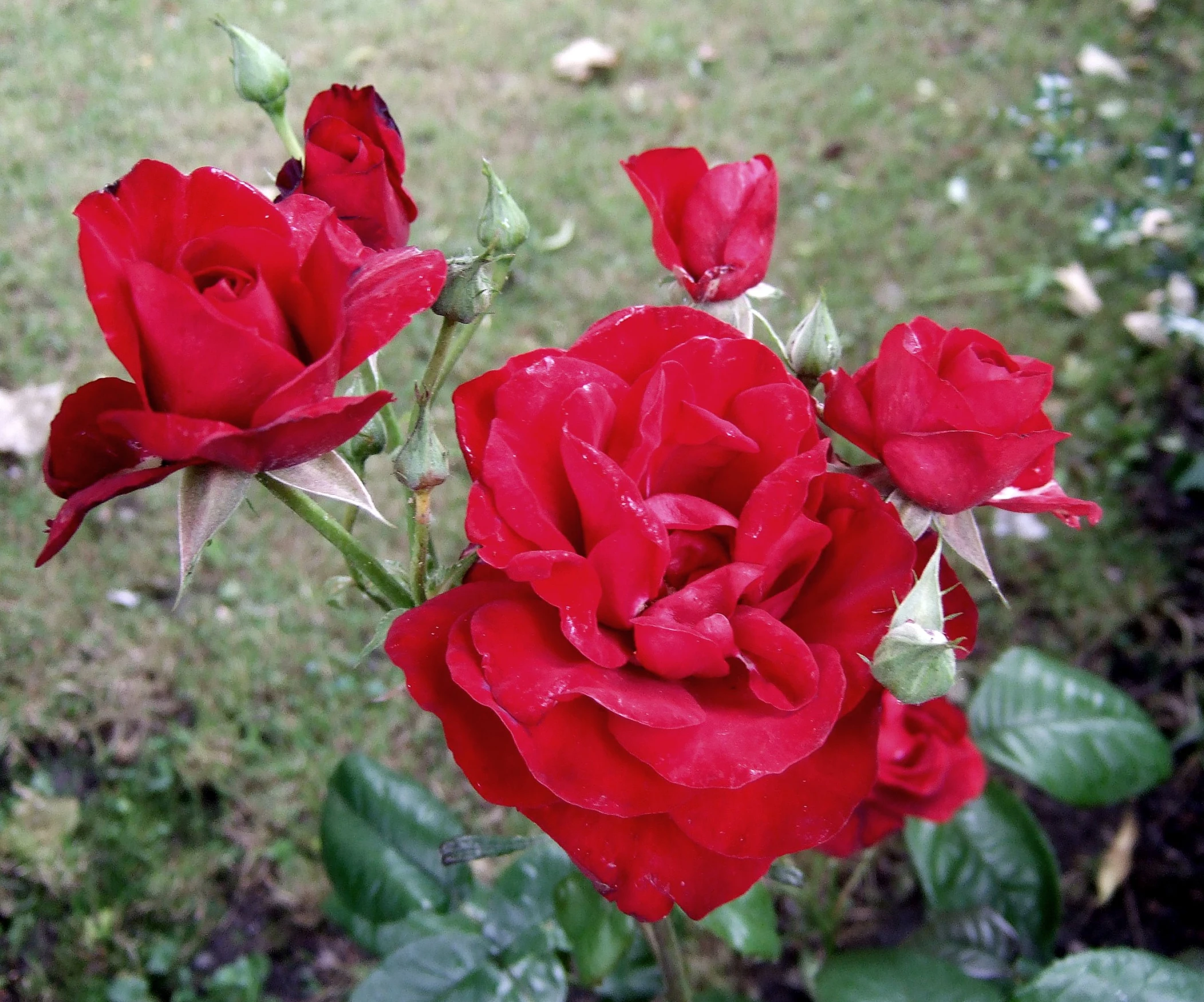 three red roses with some green leaves