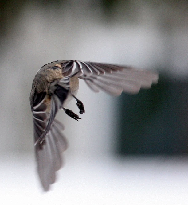 a bird flying and hovering towards a camera