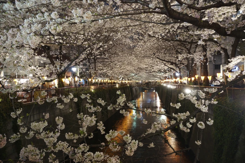 a river that has white flowers on it