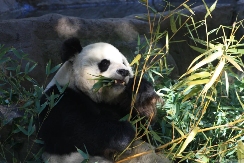 a panda bear is eating a bamboo plant