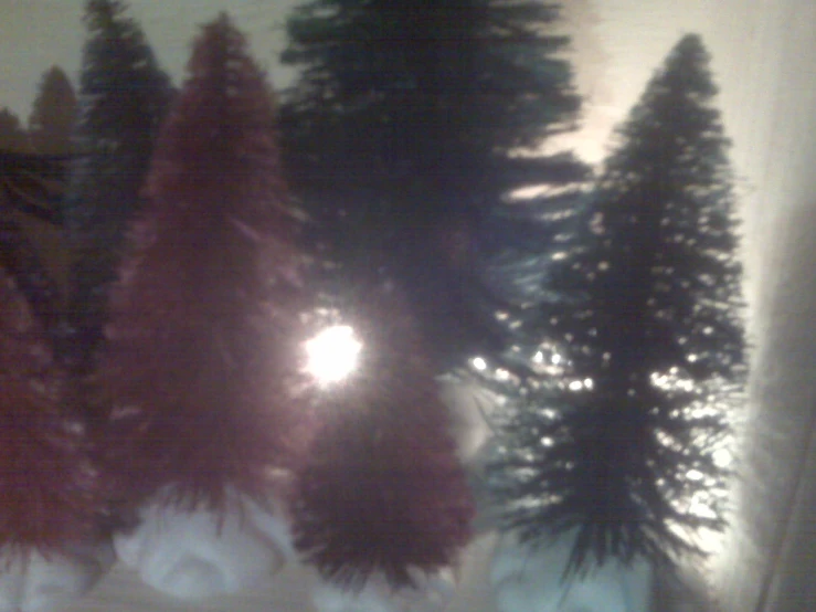 silhouettes of trees are shown against the night sky