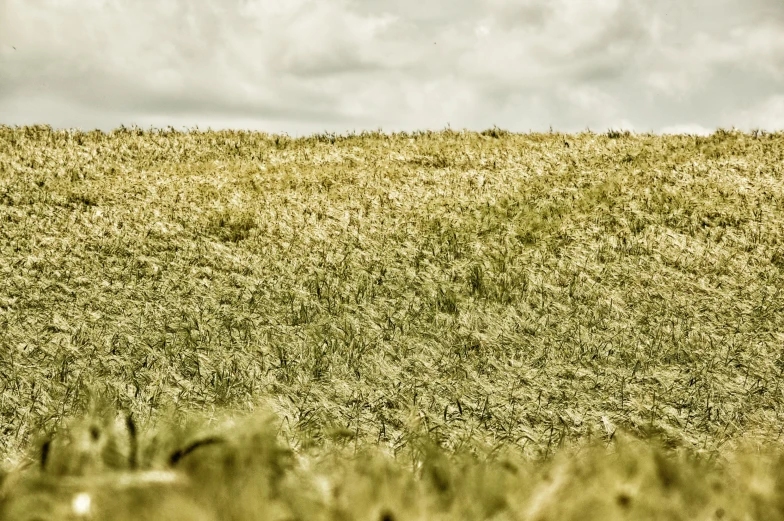 a horse in a grassy hill in the distance