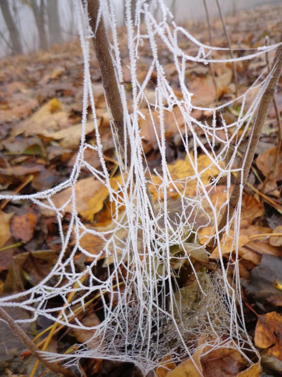 spider webs sitting between two trees in the middle of leaves