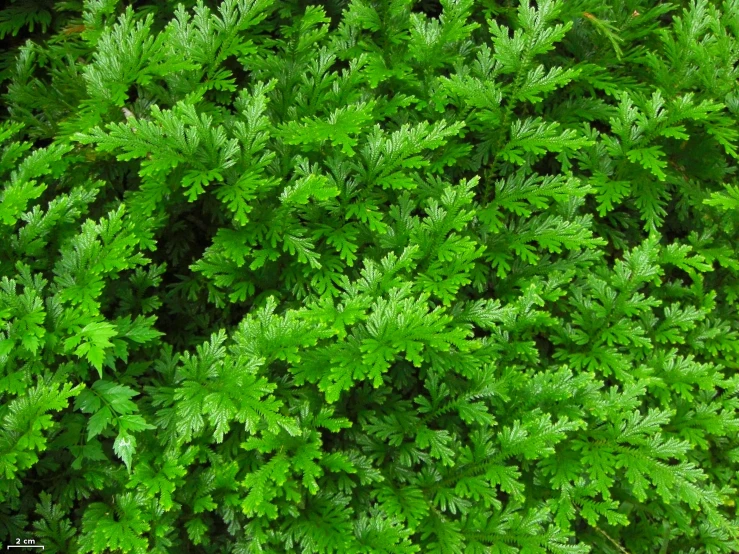 top down view of evergreen foliage in spring