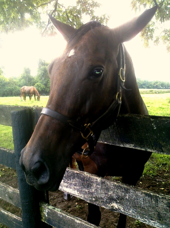 a horse that is standing in the grass