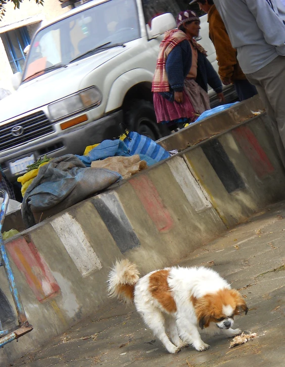 a white and brown dog is walking down the street