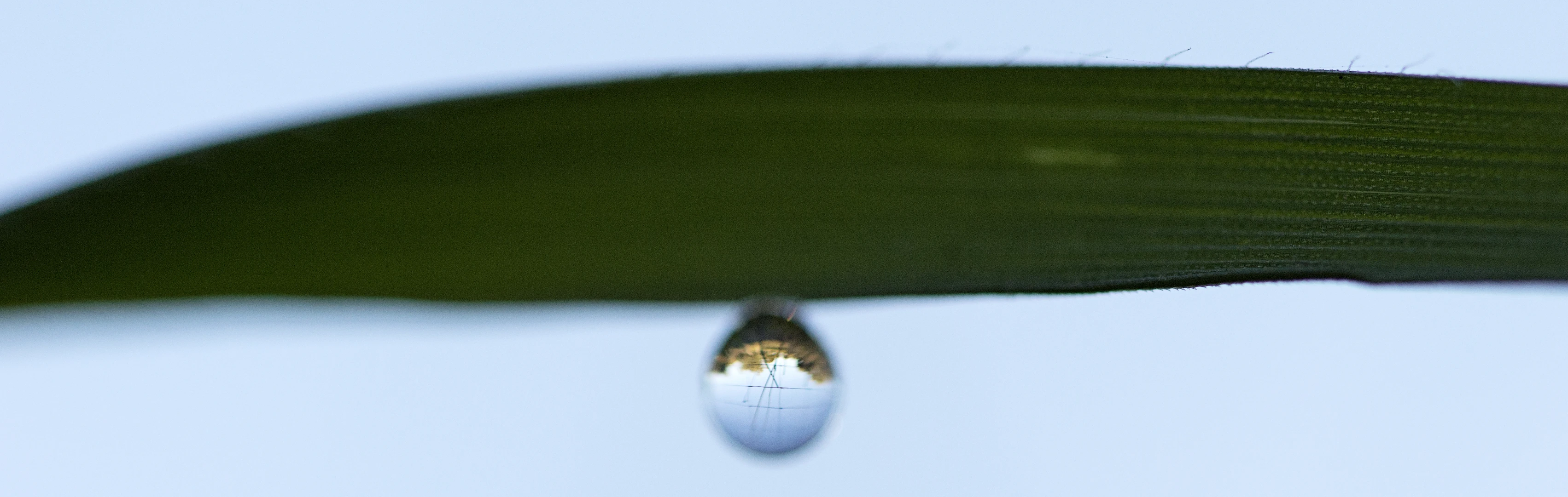 the drop is hanging upside down on a green plant leaf