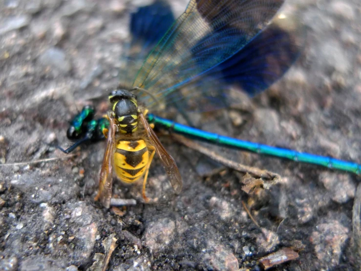 a close up s of a large insect on the ground