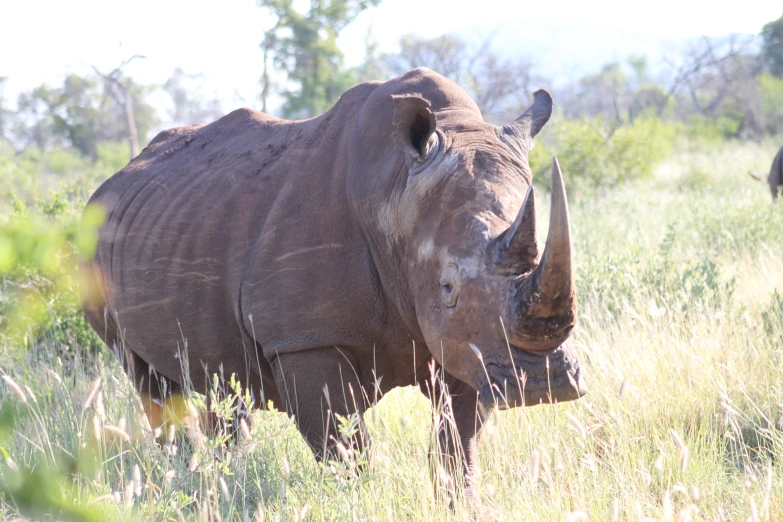 a rhino is walking through a grassy field