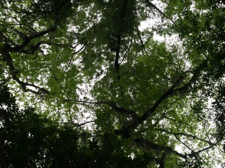 tall trees surrounding one another in the woods