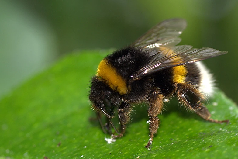 a large bee sitting on top of a green leaf