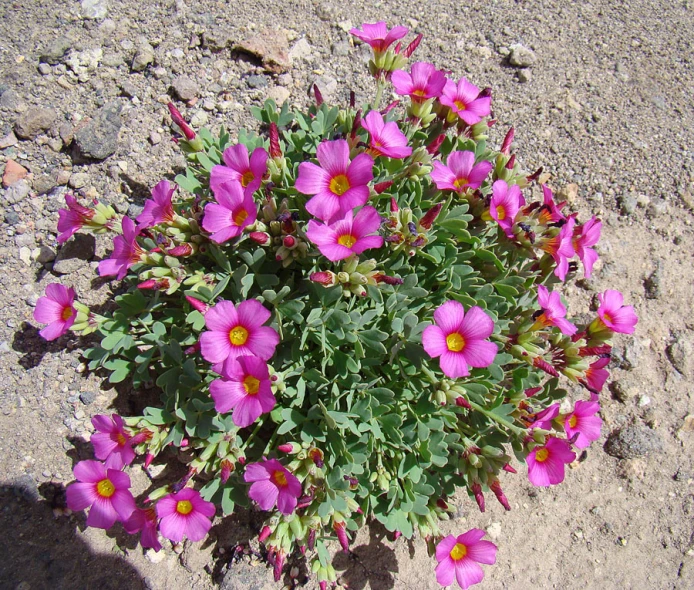 a pink flower sits in the middle of a small patch of gravel