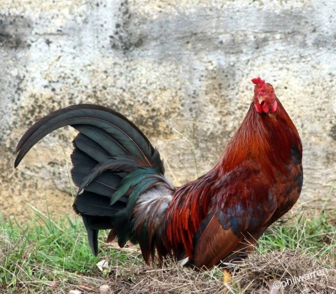 a red rooster with black feathers is standing outside