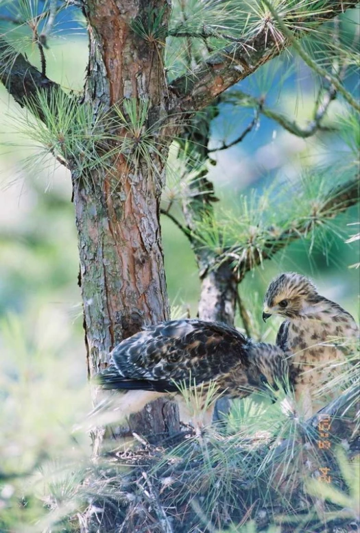 two small birds sit on the ground next to a tree