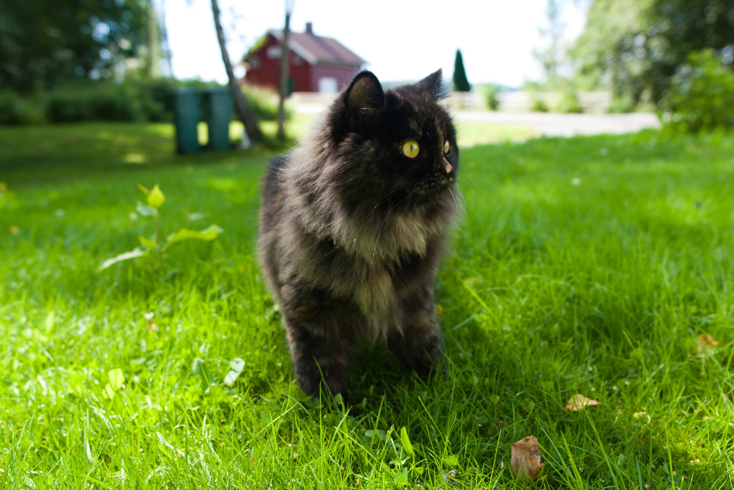 a black cat is standing in the grass