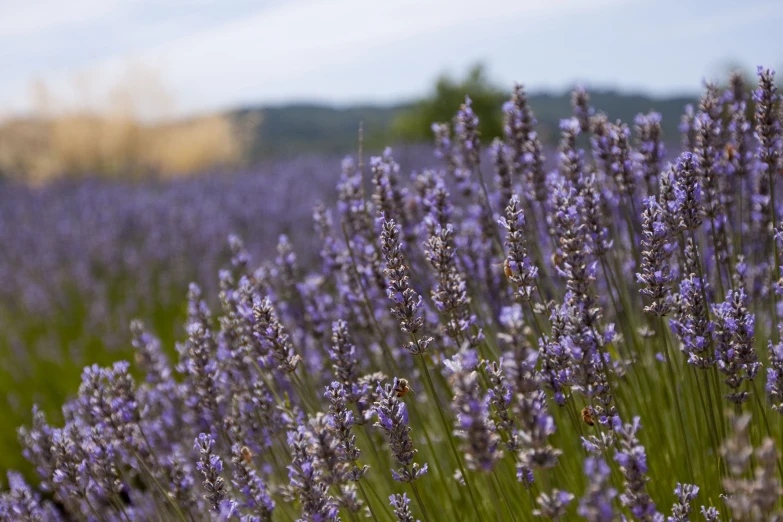 a close - up of lavender in bloom, with hills in the background