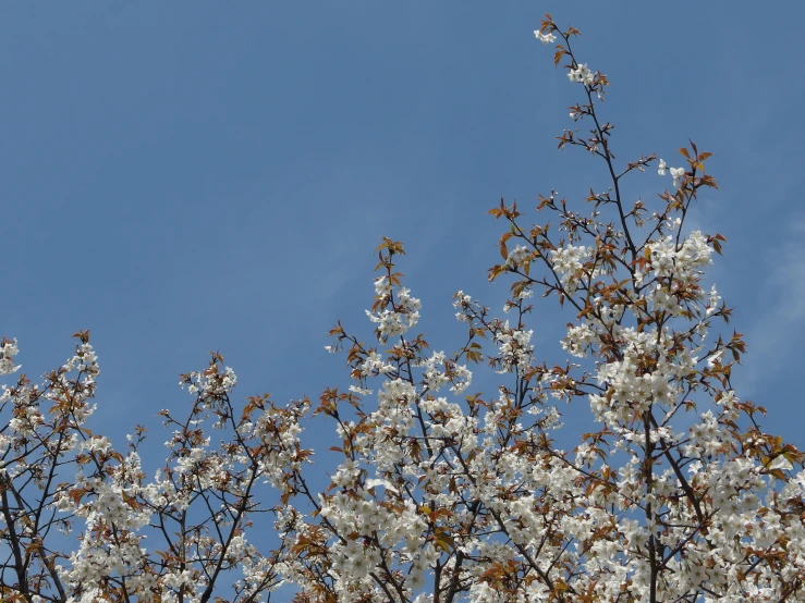 a po of some white flowers on a tree