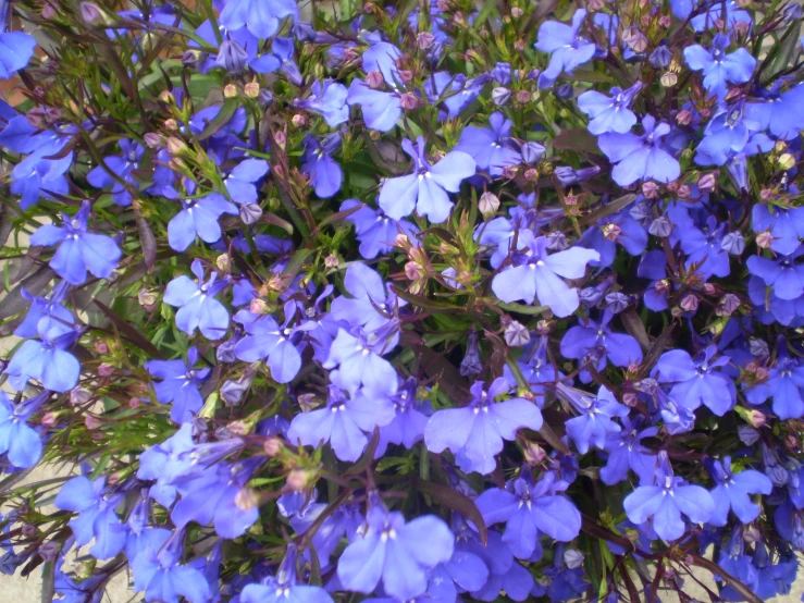 a bush of blue flowers with some very pretty blue leaves