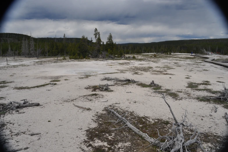 a group of dead trees in the middle of a snow covered field