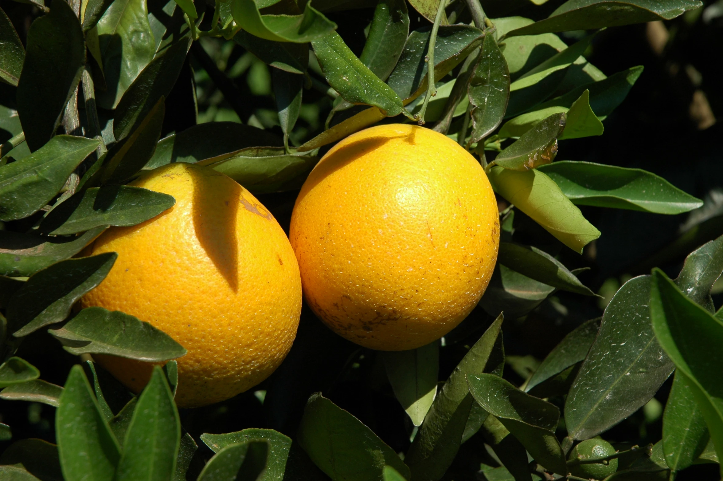 two oranges that are laying on some leaves