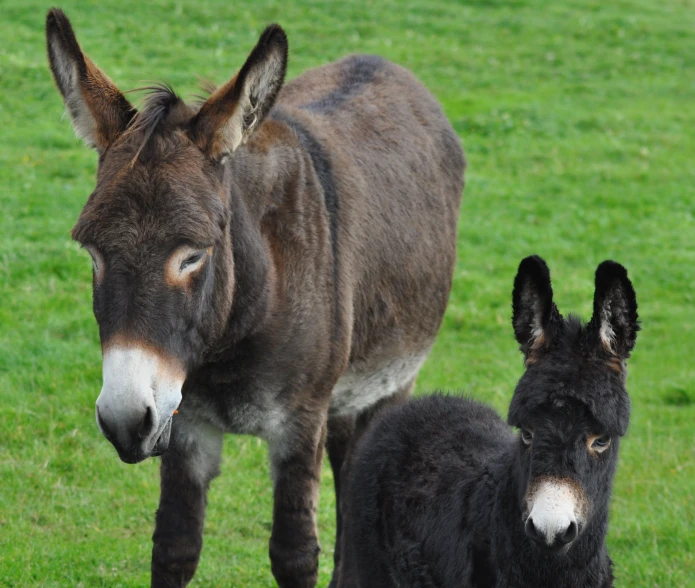 two donkeys that are looking at the camera