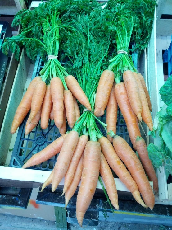 fresh carrots still growing from a shelf in the store