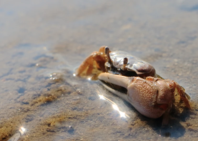 there is a dead crab on the beach