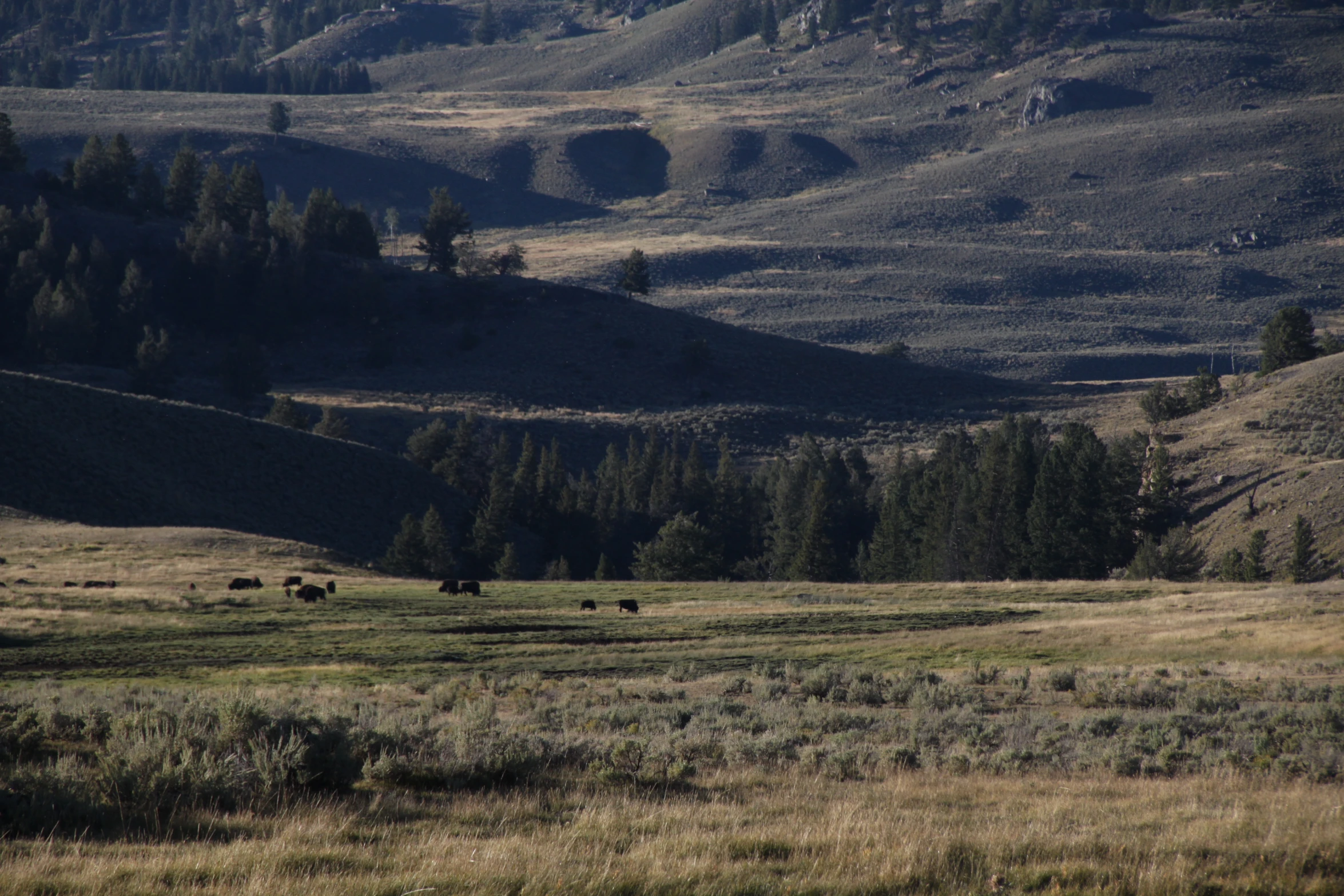 a field full of animals grazing on grass