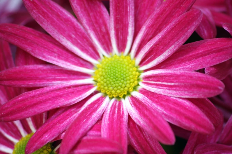 the center of some pink flowers with a yellow center