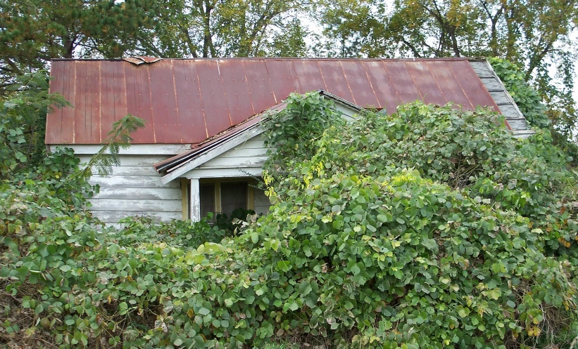 an old shed that is surrounded by greenery