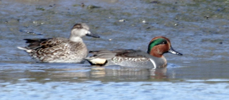 two ducks floating on top of a lake together