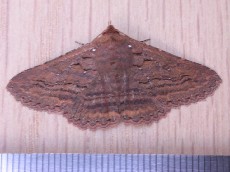 a moth sitting on the side of a striped surface