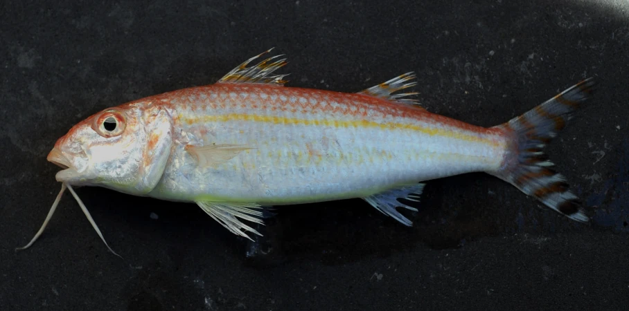 a red fish with yellow and white stripes on its back legs