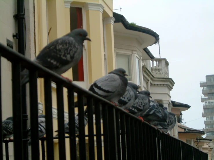 several pigeons perch on a fence looking out of window