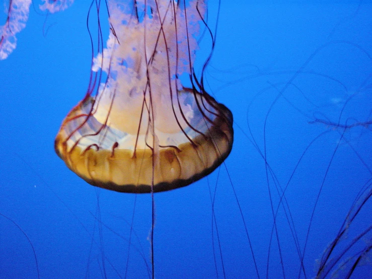 a jelly fish in the water with an odd shaped structure